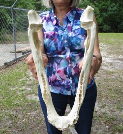 17-1/2 inches Grade 2 Bottom Jaw Florida Alligator Skull for Sale - $39.99