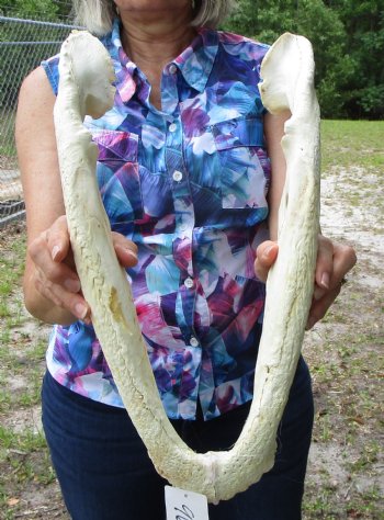 17-1/2 inches Grade 2 Bottom Jaw Florida Alligator Skull for Sale - $39.99
