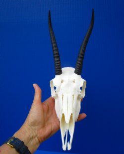 African Female Springbok Skull with 6-1/2 inches Horns <font color=red> Good Quality</font> for $69.99