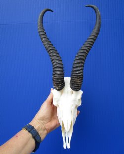 Grade 2 Extra Large Male Springbok Skull with 11-3/4 and 12 inches Horns for $69.99
