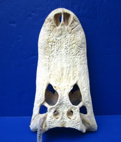 15-1/4 inches Grade 2 Florida Alligator Top Skull (No Bottom Jaw) for $39.99 