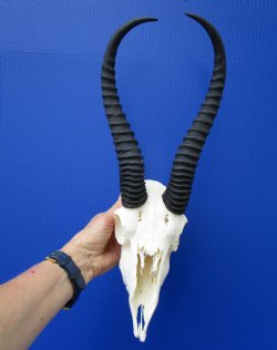 Grade 2 African Male Springbok Skull with 12-1/2 inches Horns for $59.99