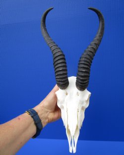 Male Springbok Skull with 10 inches Horns for $74.99