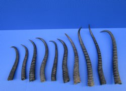 10 Female African Springbok Horns 6-3/4 to 11 inches for $6.50 each