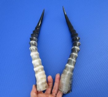 Two Single African Blesbok Horns <font color=red> Polished</font> 14-5/8 and 14-7/8 inches for $21.50 each