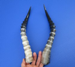 Two Single African Blesbok Horns <font color=red> Polished</font> 14-5/8 and 14-7/8 inches for $21.50 each