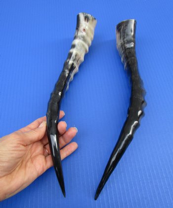 Two Single African Blesbok Horns <font color=red> Polished</font> 14-5/8 and 14-7/8 inches for $21.50 each