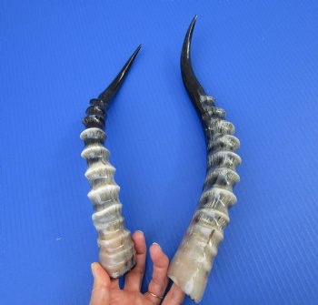 Two Blesbok Horns <font color=red> Polished</font> 15 and 17 inches for $21.50 each