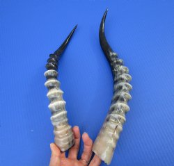 Two Blesbok Horns <font color=red> Polished</font> 15 and 17 inches for $25 each