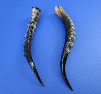 Two Blesbok Horns <font color=red> Polished</font> 15 and 17 inches for $21.50 each