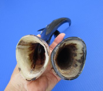 Two Blesbok Horns <font color=red> Polished</font> 15 and 17 inches for $21.50 each