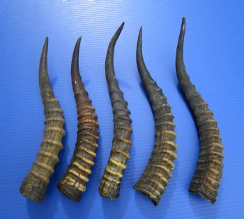 Five Single African Blesbok Horns 13-3/4 to 15-7/8 inches for $12.00 each