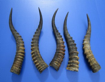 Five Single African Blesbok Horns 12-3/4 to 15-12 inches for $12.00 each