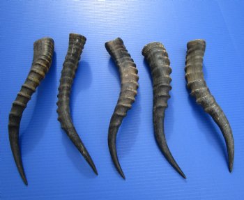 Five Single African Blesbok Horns 12-3/4 to 15-12 inches for $12.00 each