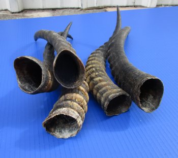 Five Single African Blesbok Horns 12-3/4 to 15-12 inches for $12.00 each