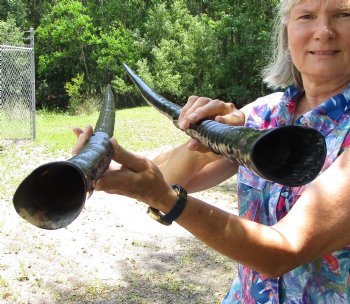 Two <font color=red>Polished</font> Gemsbok Horns 31-1/2 and 32 inches for $45 each