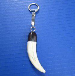 Genuine Warthog Tusk Key Chain for $24.99 (Plus $5.00 Postage)