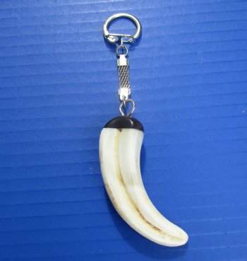 Warthog Tusk Key Chain for Sale for $24.99 (Plus $5.00 Postage)