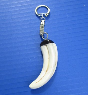 Warthog Tusk Key Chain for Sale for $24.99 (Plus $5.00 Postage)