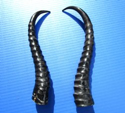 Two Male Springbok Horns <font color=red> Polished</font> 10-1/2 and 11-1/4 inches for $18 each