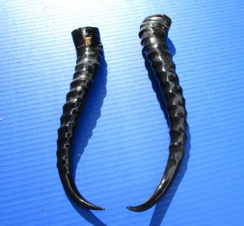 Two Male Springbok Horns <font color=red> Polished</font> 10-1/2 and 11-1/4 inches for $18 each