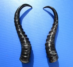 Two Male African Springbok Horns <font color=red> Polished</font> 10 and 10-1/4 inches for $18 each