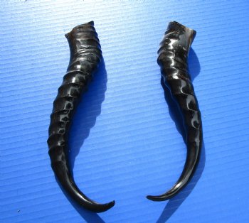 Two Male African Springbok Horns <font color=red> Polished</font> 10 and 10-1/4 inches for $18 each