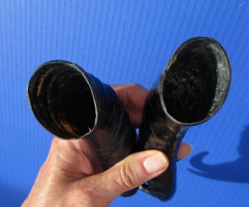 Two Male African Springbok Horns <font color=red> Polished</font> 10 and 10-1/4 inches for $18 each