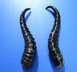 Two Male Springbok Horns <font color=red> Polished</font> 10-1/2 and 10-3/4 inches for $18 each