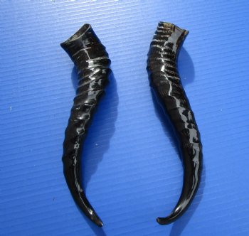 Two Male Springbok Horns <font color=red> Polished</font> 10-1/2 and 10-3/4 inches for $18 each