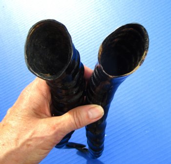 Two Male Springbok Horns <font color=red> Polished</font> 10-1/2 and 10-3/4 inches for $18 each