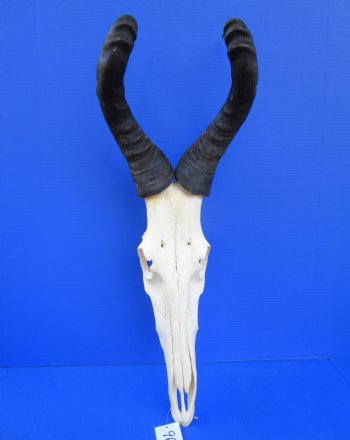 Male Red Hartebeest Skull with 19-1/2 and 20-1/2 inches Horns for $124.99 <font color=red> Good Quality</font>