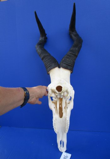Male Red Hartebeest Skull with 19-1/2 and 20-1/2 inches Horns for $124.99 <font color=red> Good Quality</font>