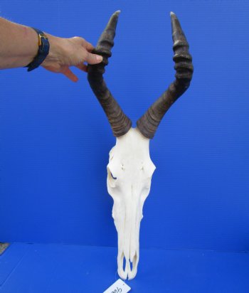 Female Red Hartebeest Skull with 16 and 16-1/4 inches Horns for $99.99