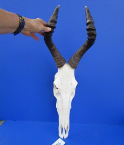 Female Black Wildebeest Skull with 16 and 16-1/4 inches Horns for $120