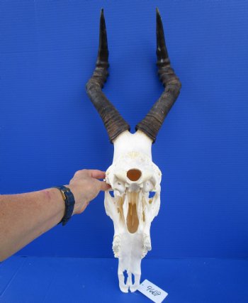 Female Red Hartebeest Skull with 16 and 16-1/4 inches Horns for $99.99