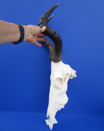 Female Red Hartebeest Skull with 16 and 16-1/4 inches Horns for $99.99