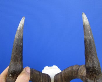 Female Red Hartebeest Skull with 16 and 16-1/4 inches Horns for $99.99