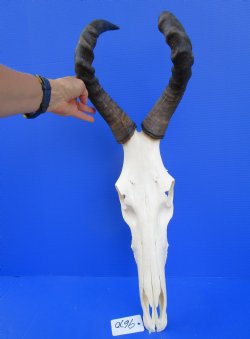 Female Red Hartebeest Skull with 17 inches Horns <font color=red> Good Quality</font> for $124.99