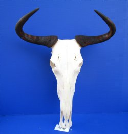 19-1/2 inches wide Blue Wildebeest Skull and Horns  <font color=red> Grade A</font> for $120.00