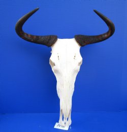 19-1/2 inches wide Blue Wildebeest Skull and Horns  <font color=red> Grade A</font> for $99.99