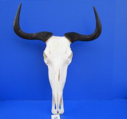 Blue Wildebeest Skull with Horns <font color=red> Wholesale</font>  Under 20 inches wide - $90.00 each; 3 or More $80 each