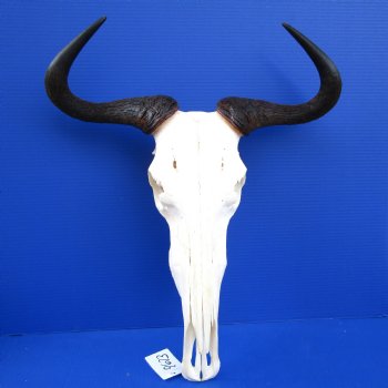 19 inches wide African Blue Wildebeest Skull <font color=red >Grade A Quality</font> for $99.99