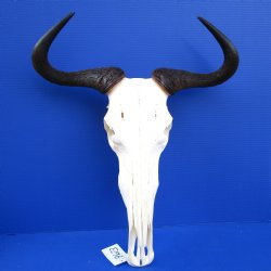 19 inches wide African Blue Wildebeest Skull <font color=red >Grade A Quality</font> for $120