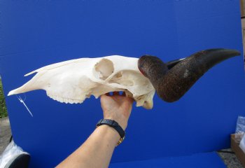 19 inches wide African Blue Wildebeest Skull <font color=red >Grade A Quality</font> for $99.99