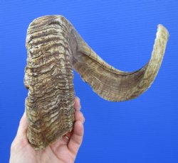 30-3/4 inches Extra Large African Ram, Sheep Horn for $30.99