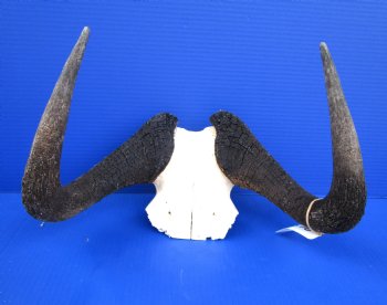 14-1/2 inches wide Black Wildebeest Skull for $69.99