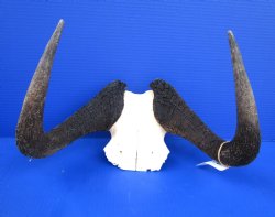 14-1/2 inches wide Black Wildebeest Skull for $69.99