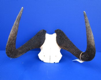 Female Black Wildebeest Skull Plates with Horns 12 to 14 inches wide <font color=red> Wholesale</font>- 2 @ $48.00 each