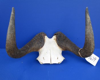 13 inches wide Black Wildebeest Skull Plate for $69.99